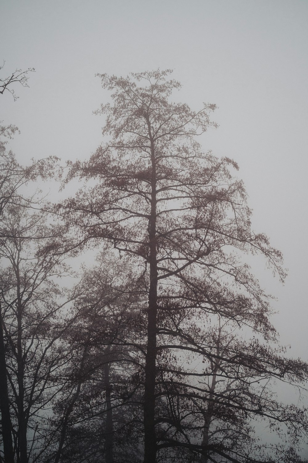 brown tree under white sky