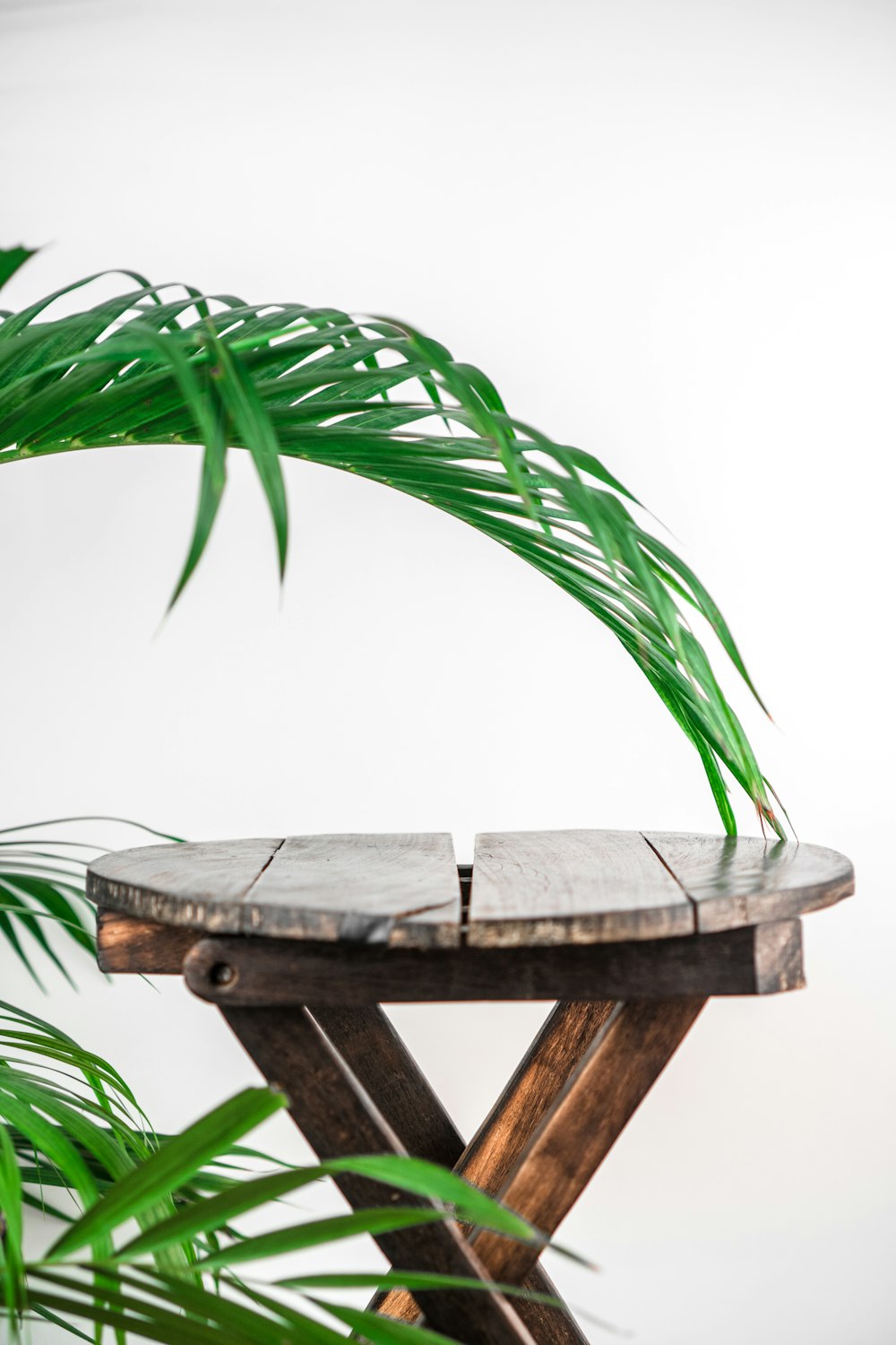 茶色の木製のテーブルに緑のヤシの植物