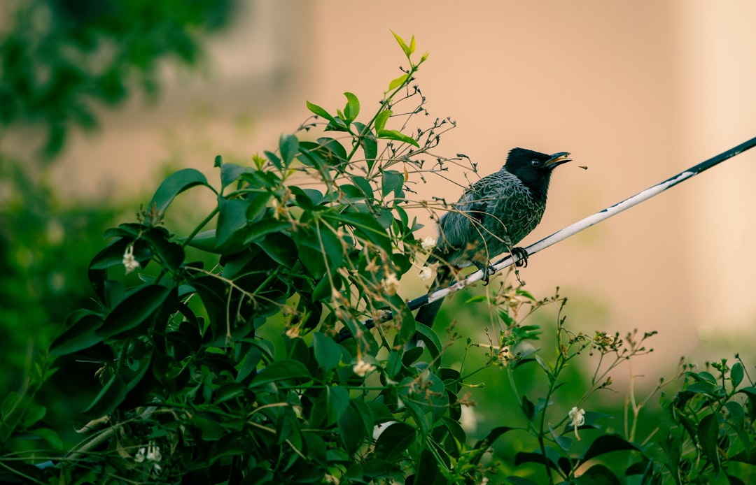black bird on green plant during daytime