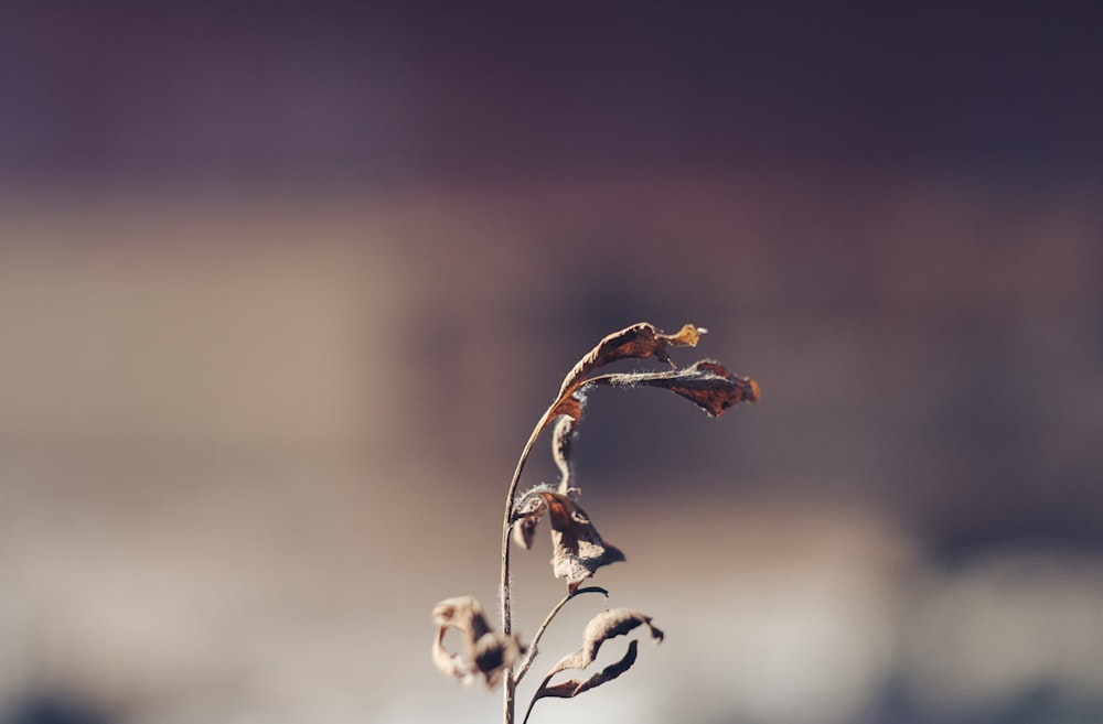 white flower buds in tilt shift lens