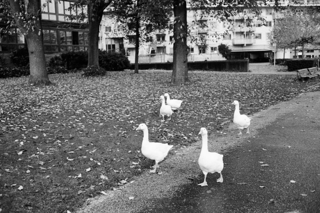 white swan on gray concrete pavement