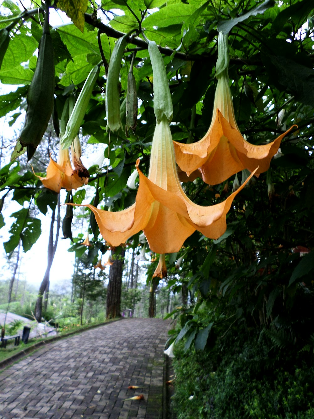 yellow flower with green leaves