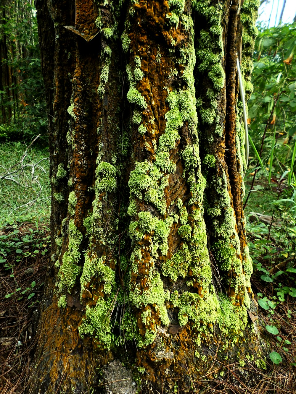 tronco de árbol marrón y verde