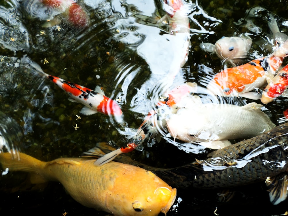 Poissons koï blancs et jaunes