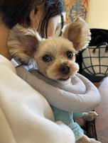 A small, alert-looking dog with fluffy ears is being held by a person. The dog appears to be wearing a soft, light gray inflatable collar and a light blue garment. The background includes a part of a black and white patterned item and some abstract artwork with vivid colors.