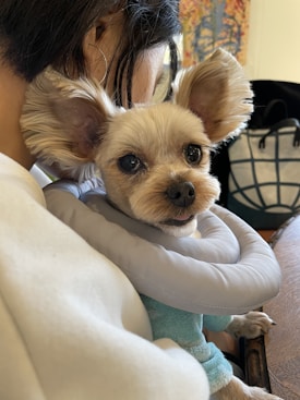 A small, alert-looking dog with fluffy ears is being held by a person. The dog appears to be wearing a soft, light gray inflatable collar and a light blue garment. The background includes a part of a black and white patterned item and some abstract artwork with vivid colors.