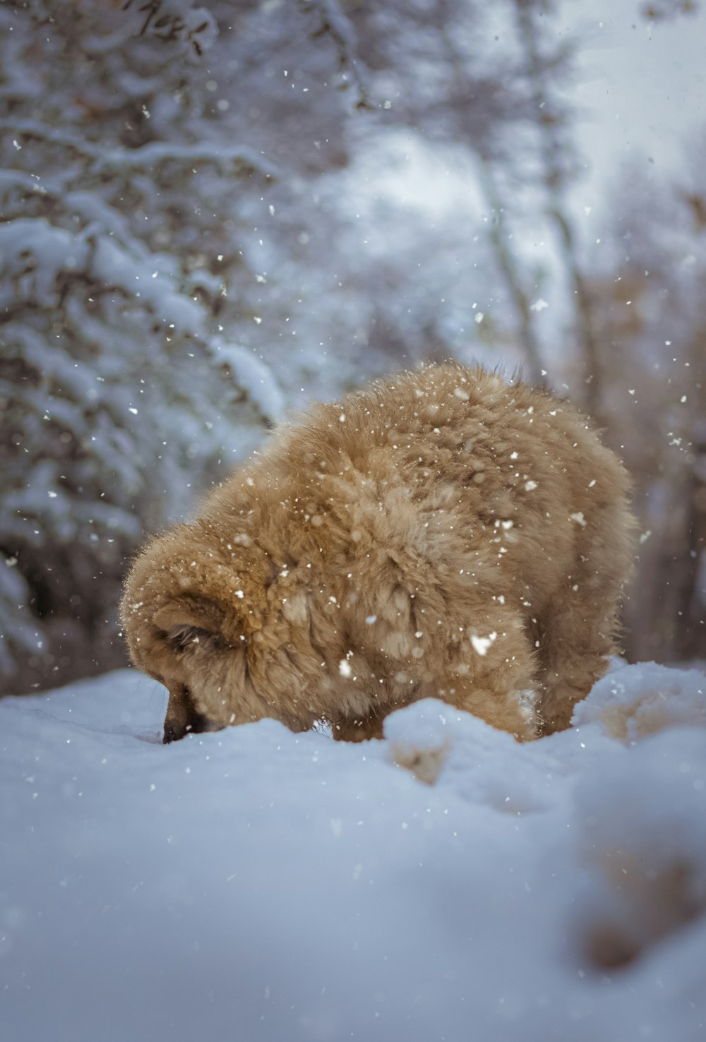 brauner langhaariger Hund tagsüber auf schneebedecktem Boden