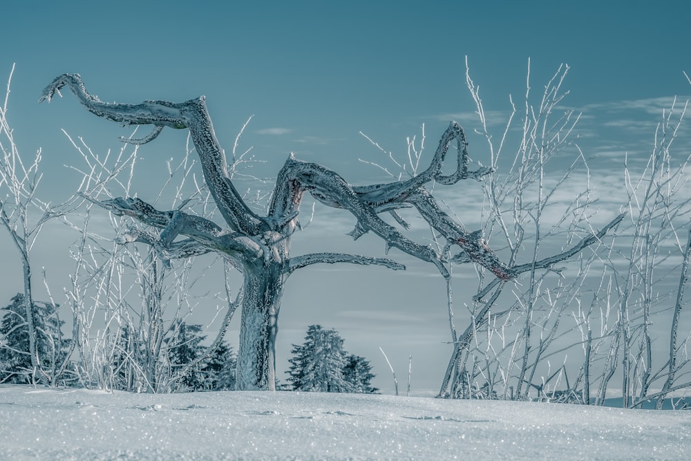 bare tree covered with snow during daytime