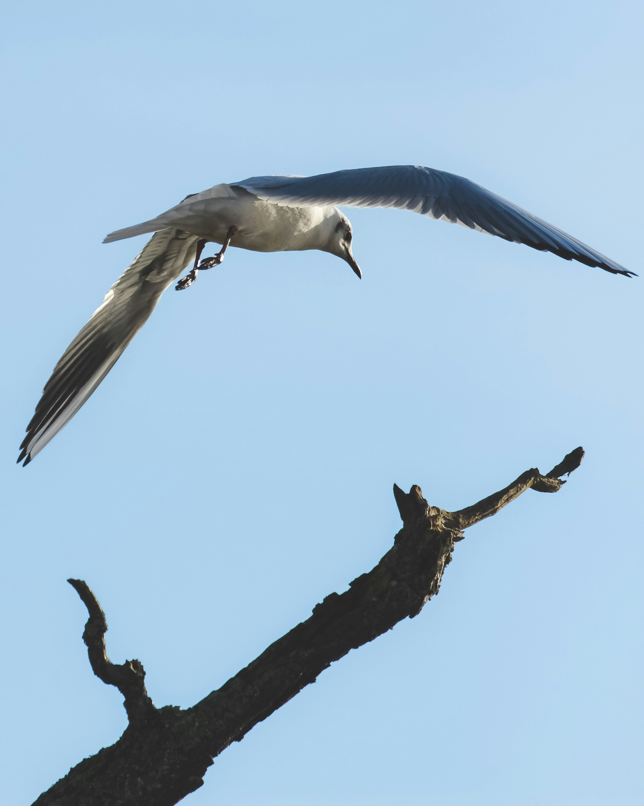 weißer Vogel tagsüber auf braunem Ast