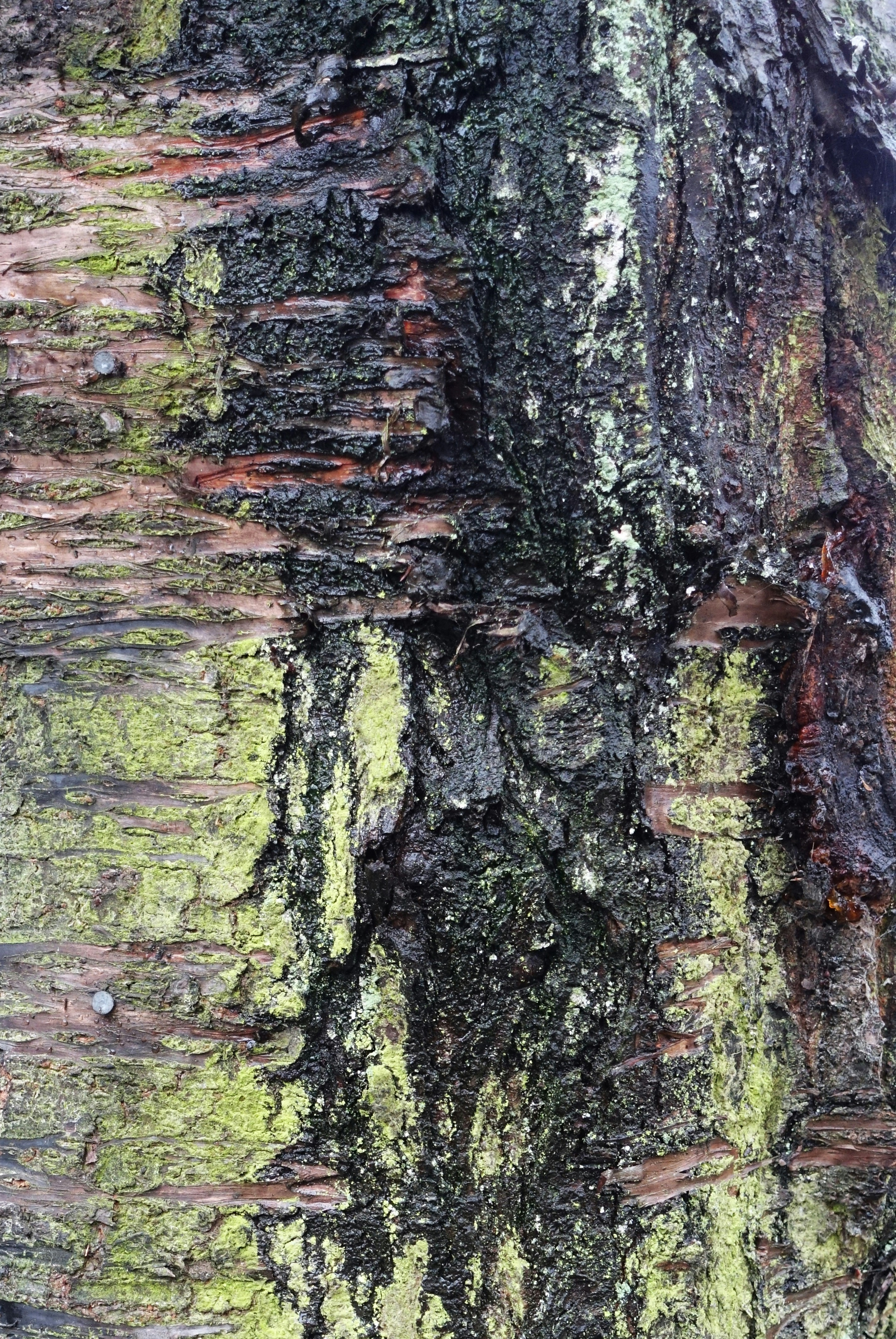 Tree Pattern Pictures | Download Free Images on Unsplash