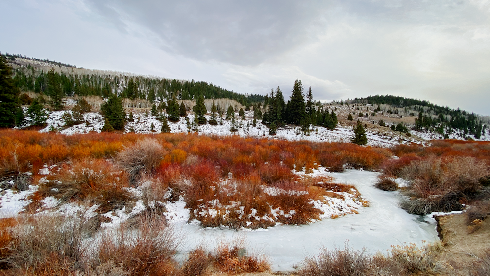 brown grass on snow covered ground during daytime