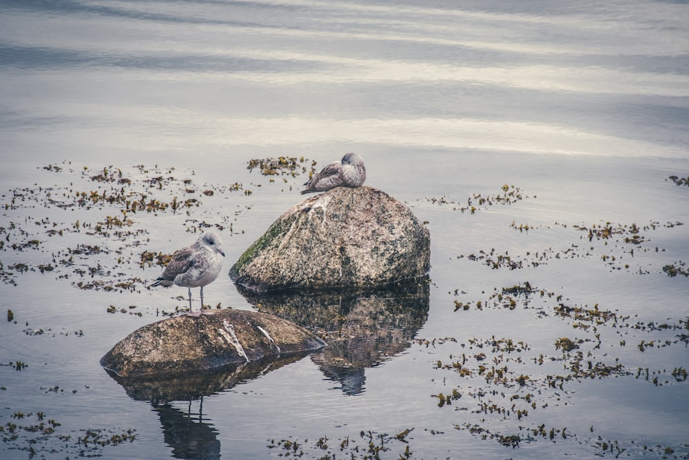 white and black bird on brown rock in the middle of the sea