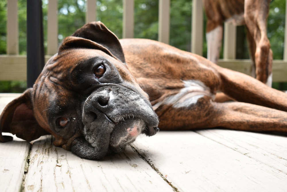 brown and white short coated dog lying on wooden floor