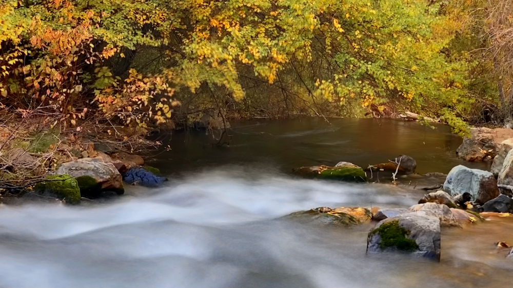 river between trees during daytime