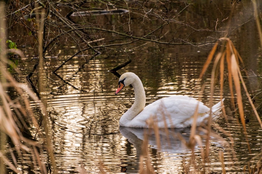 white swan on water during daytime