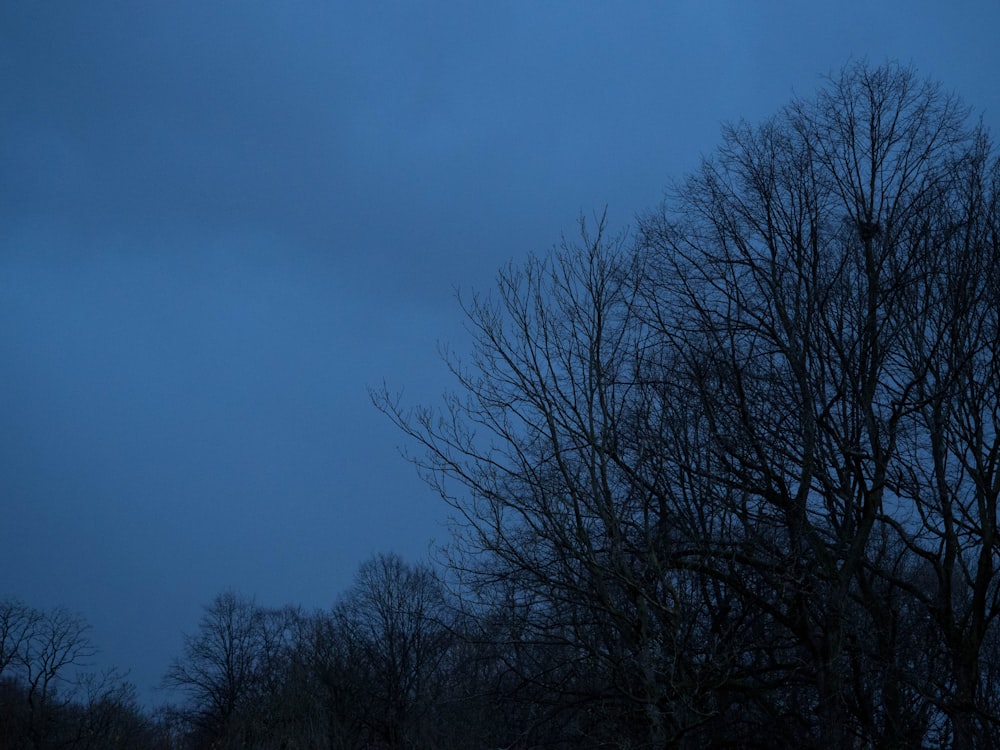 leafless trees under blue sky