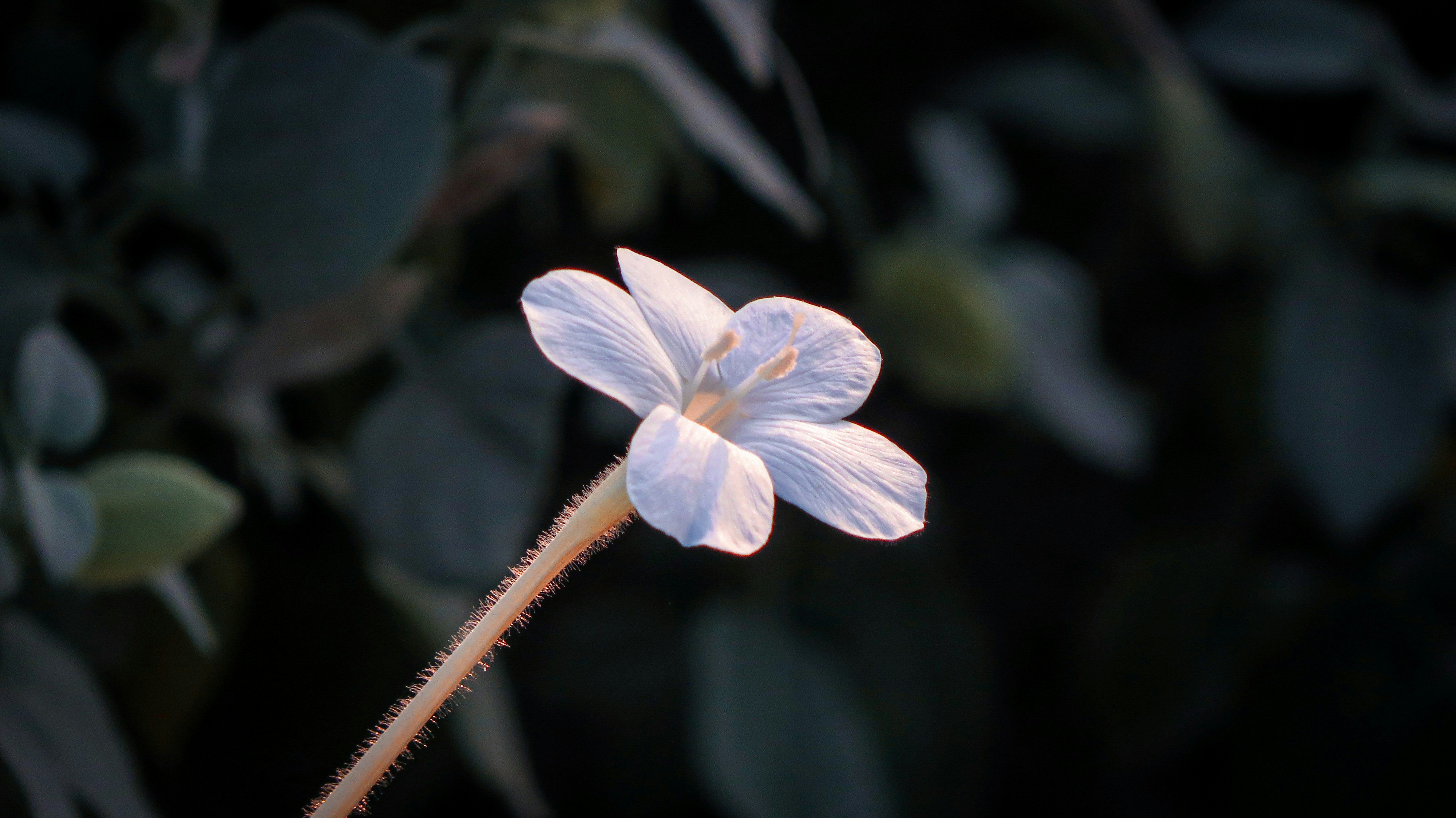 Photo by anandramavath_786