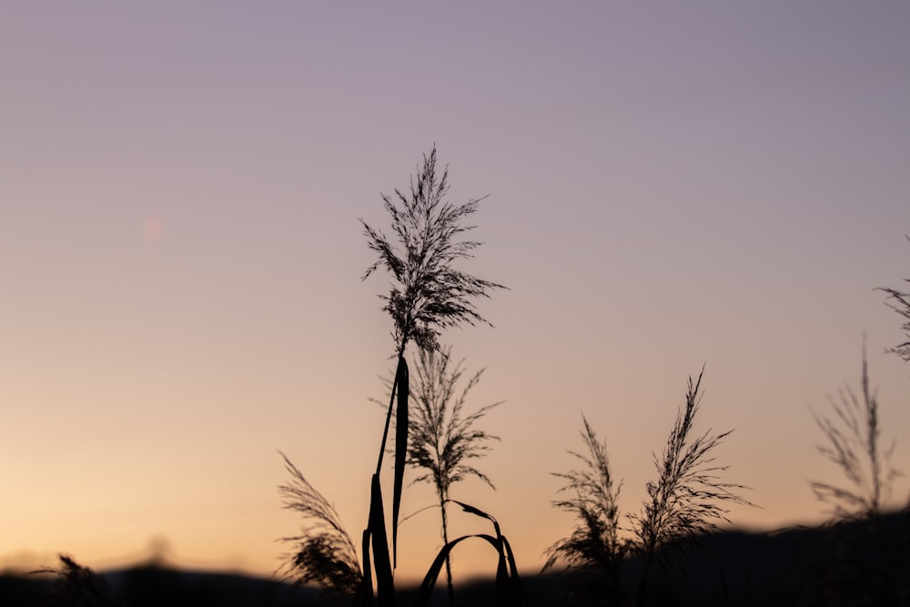 silhouette of tree during sunset