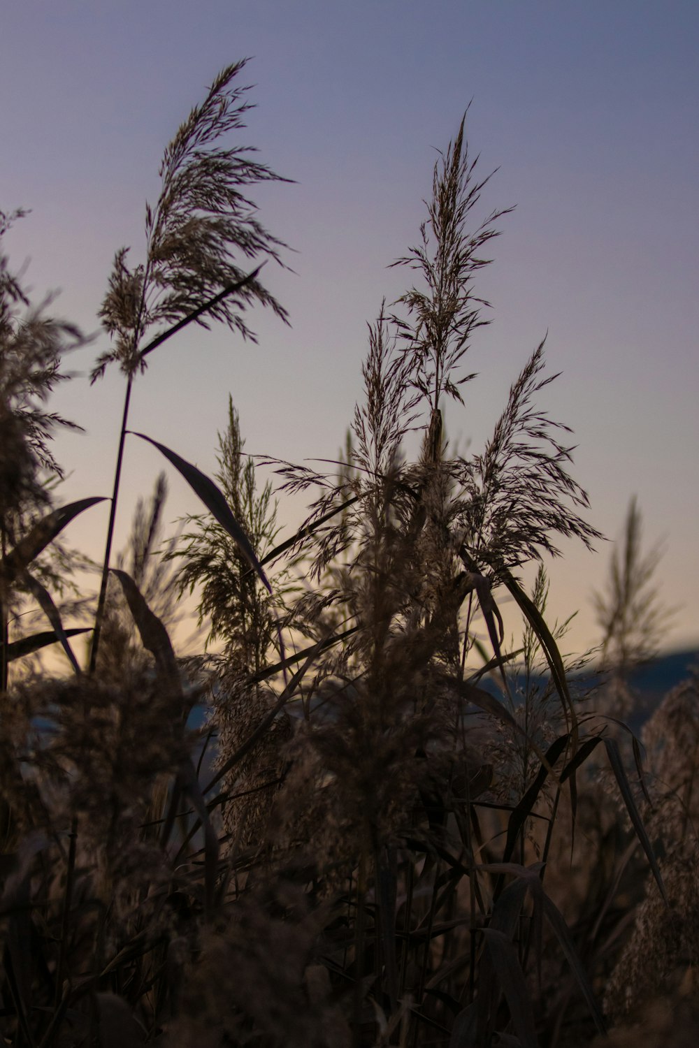 brown grass under blue sky during daytime