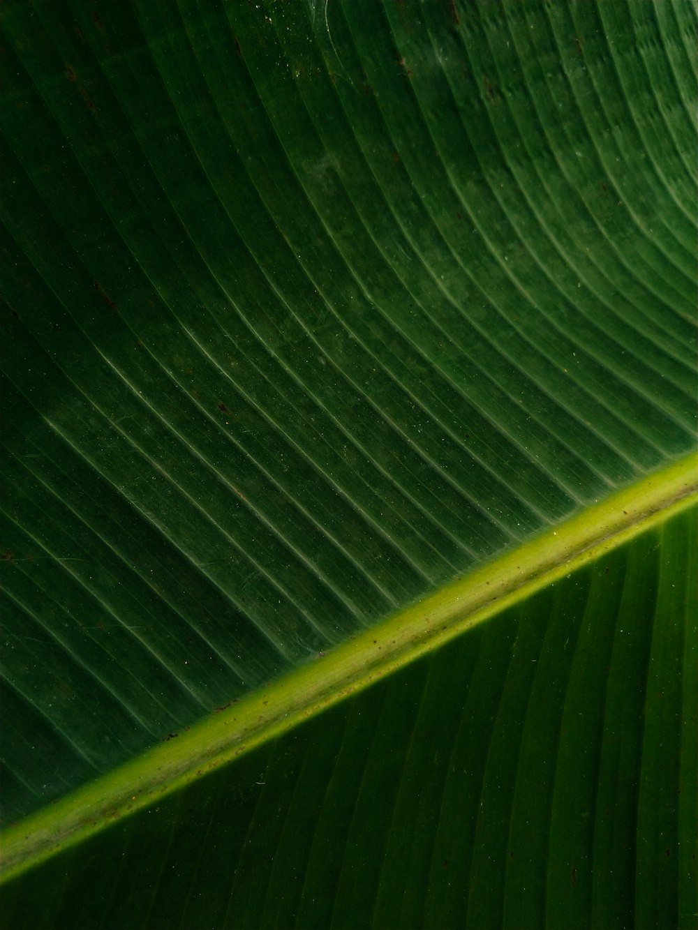 green leaf in close up photography