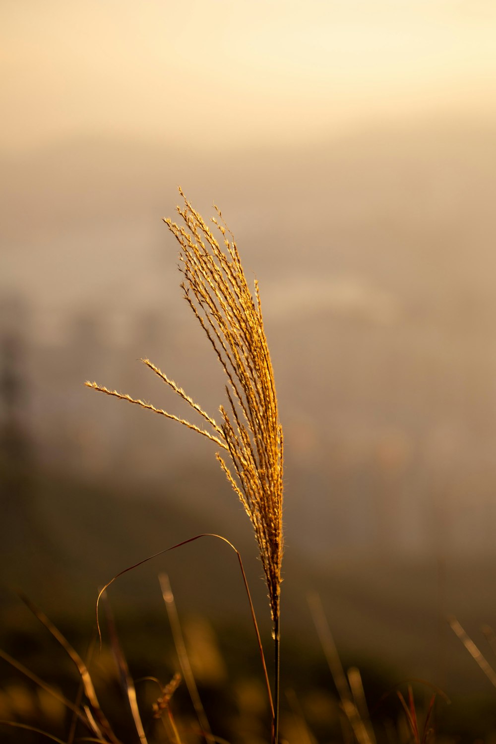 grano marrone in primo piano fotografia