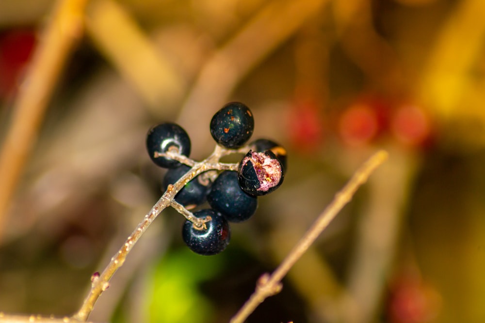 blue berries on brown stem