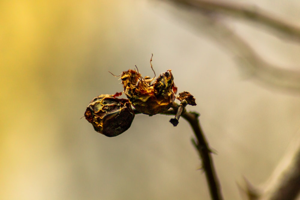 brown and black plant in close up photography