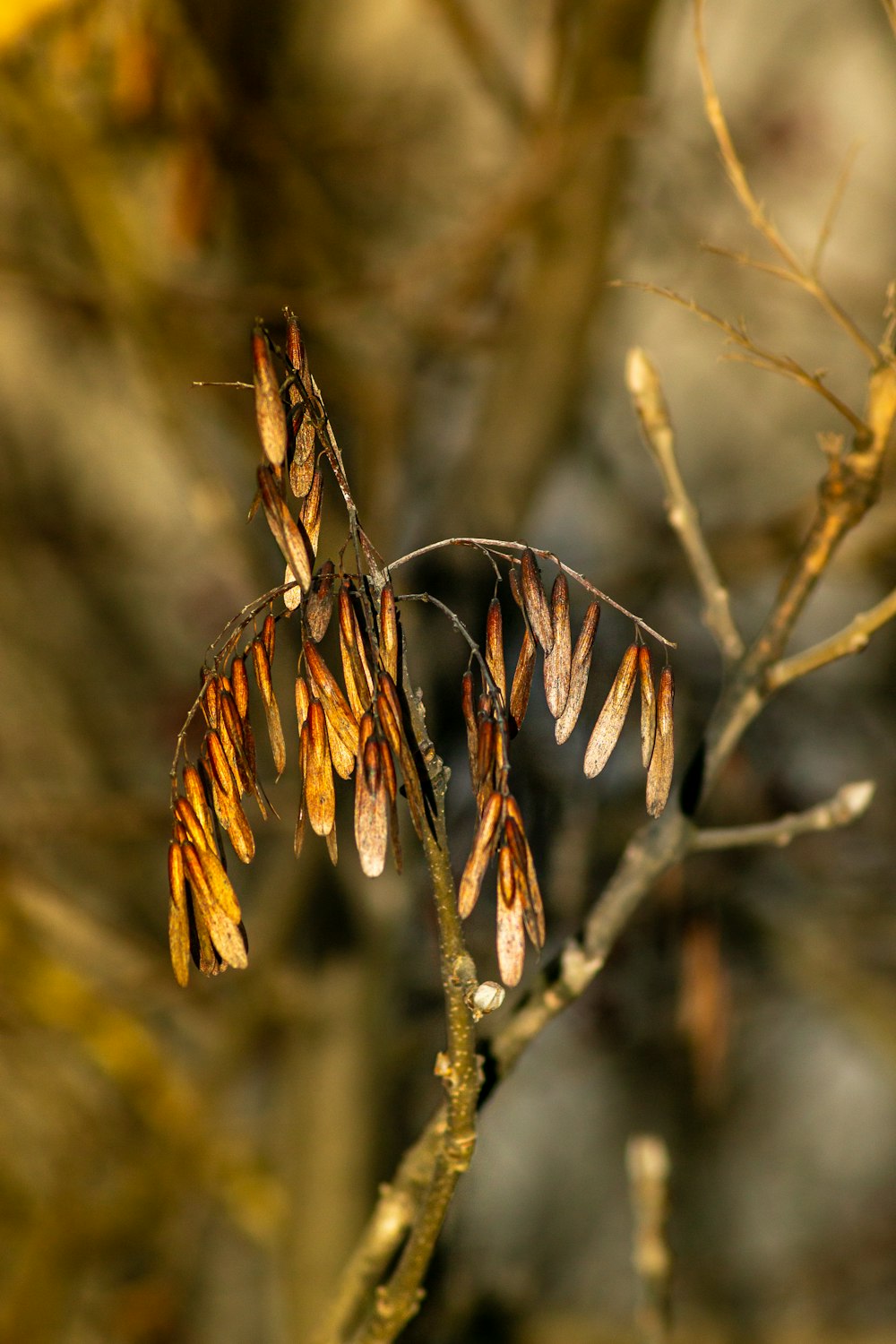 brown plant in tilt shift lens