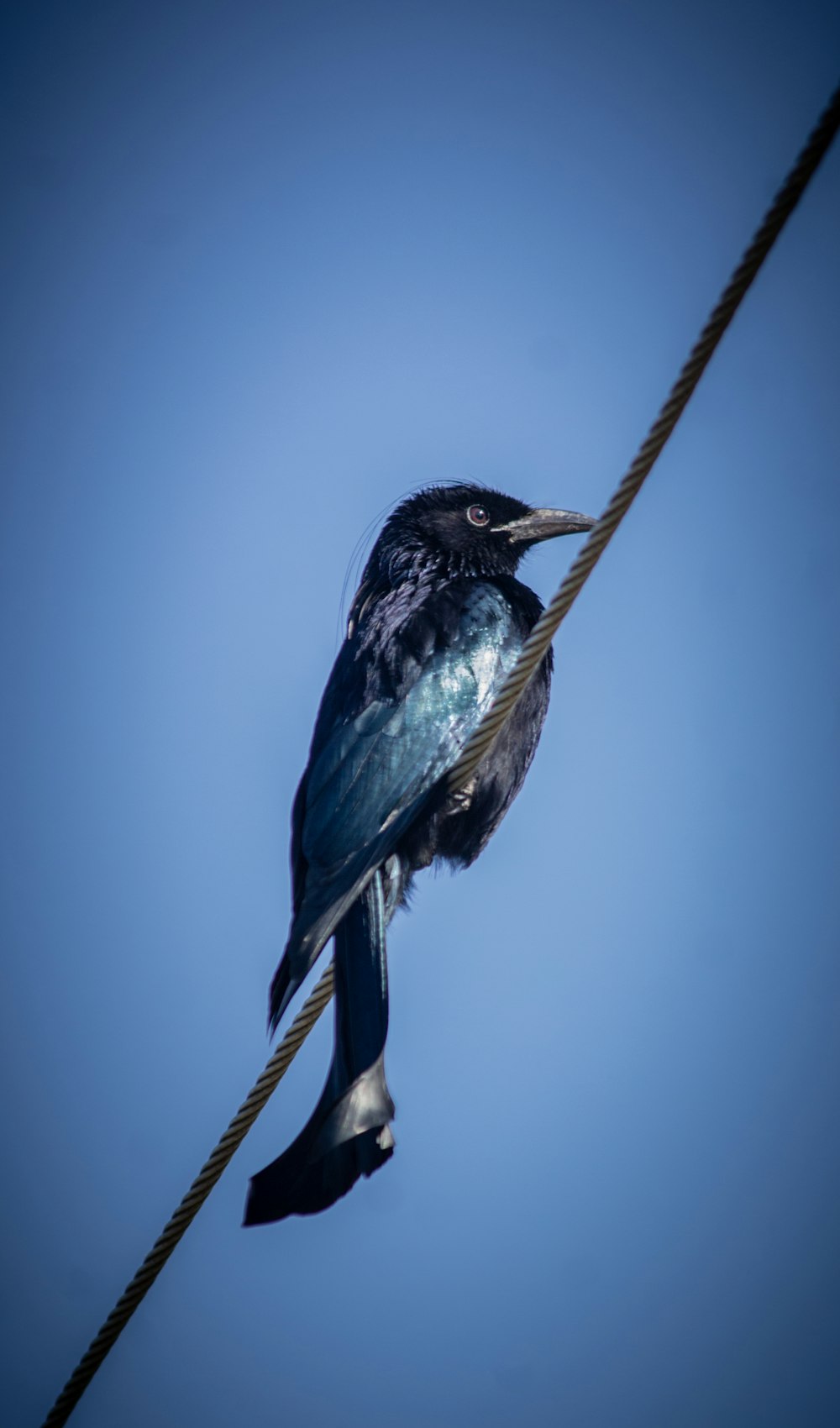 black and blue bird on brown tree branch