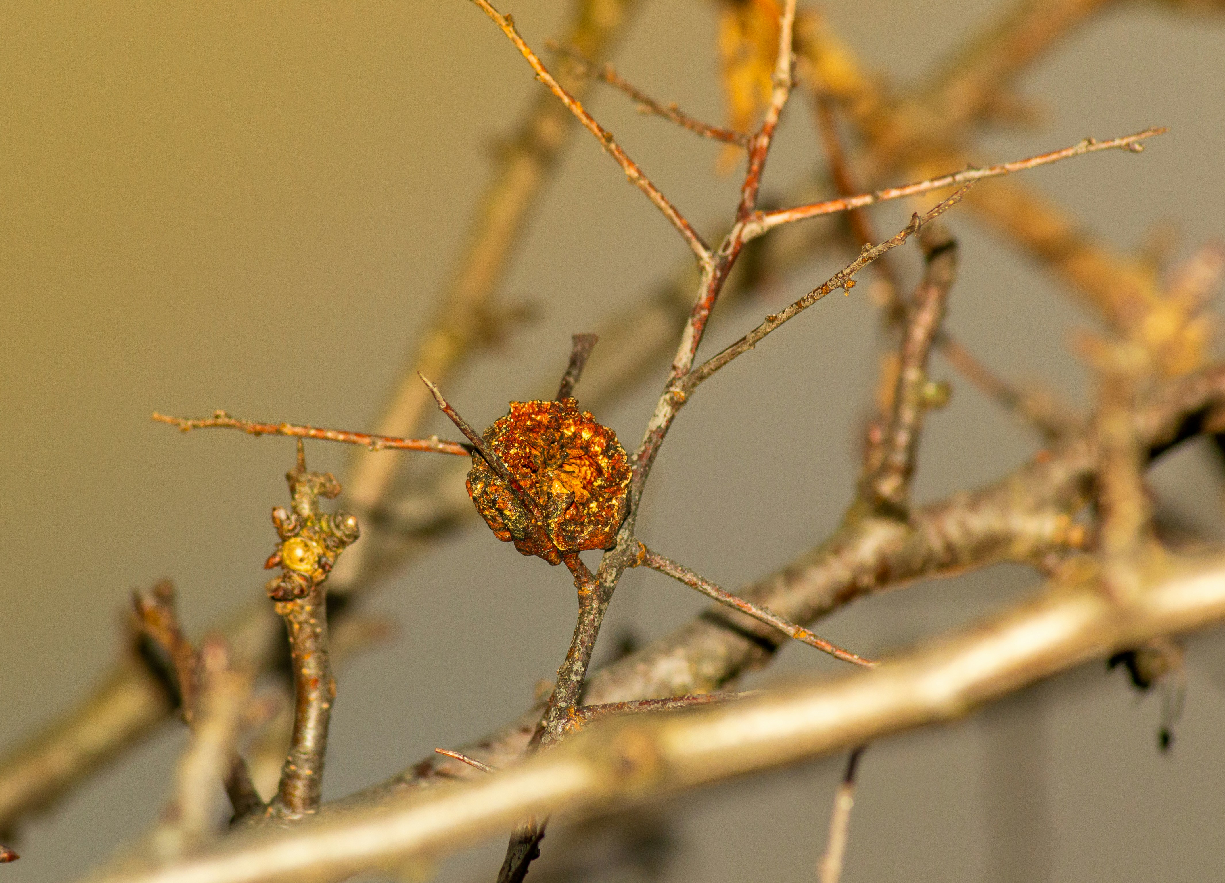 가지치기 후 더 똑똑해지는 엄마의 뇌 3