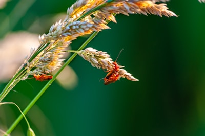 Two red beetles are perched on a stalk of wheat or similar grass, partially hidden amidst the golden grains. The background is a soft, blurred green, emphasizing the focus on the insects and the wheat.