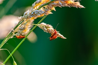 Two red beetles are perched on a stalk of wheat or similar grass, partially hidden amidst the golden grains. The background is a soft, blurred green, emphasizing the focus on the insects and the wheat.