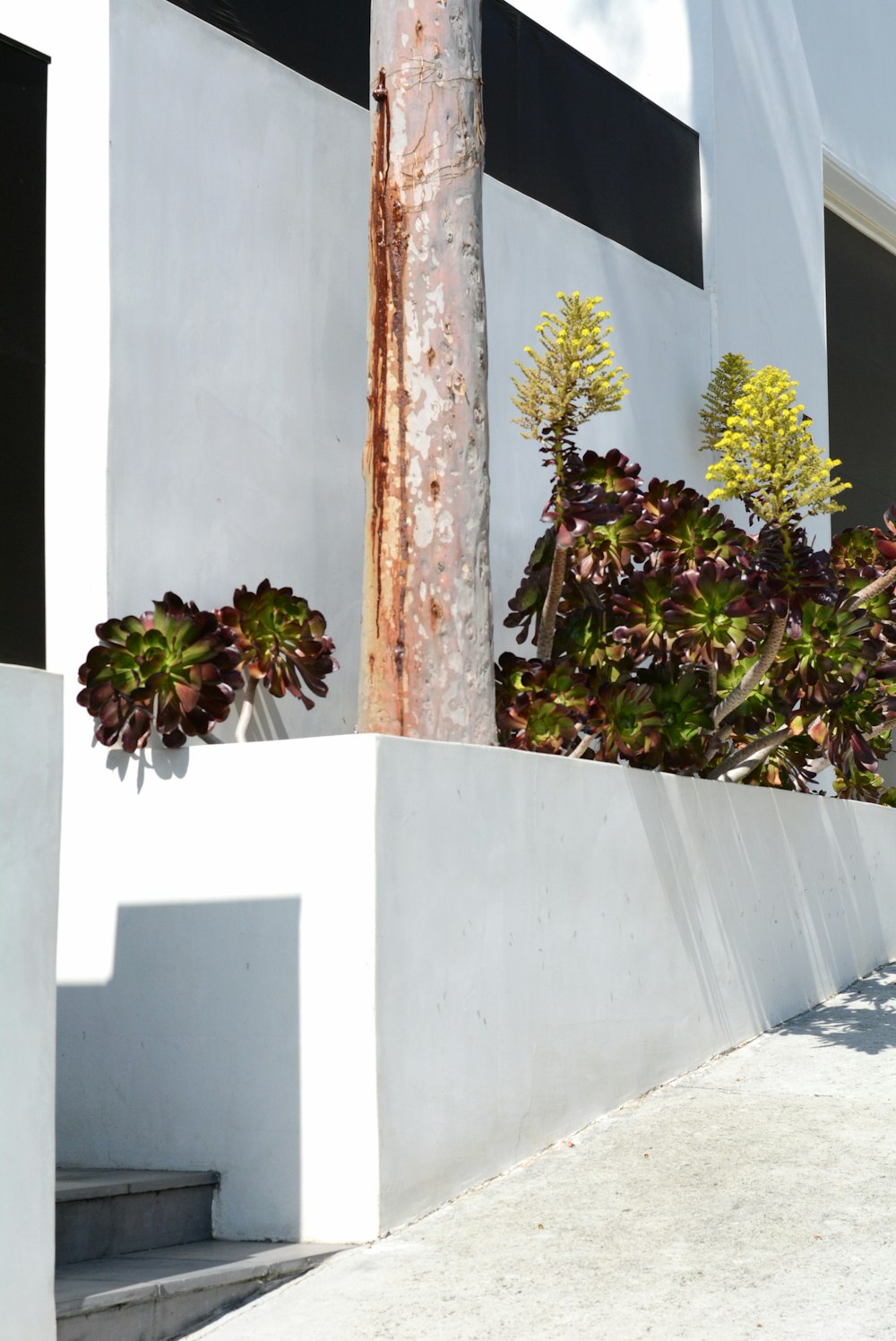 白いコンクリートの壁に緑と紫の植物