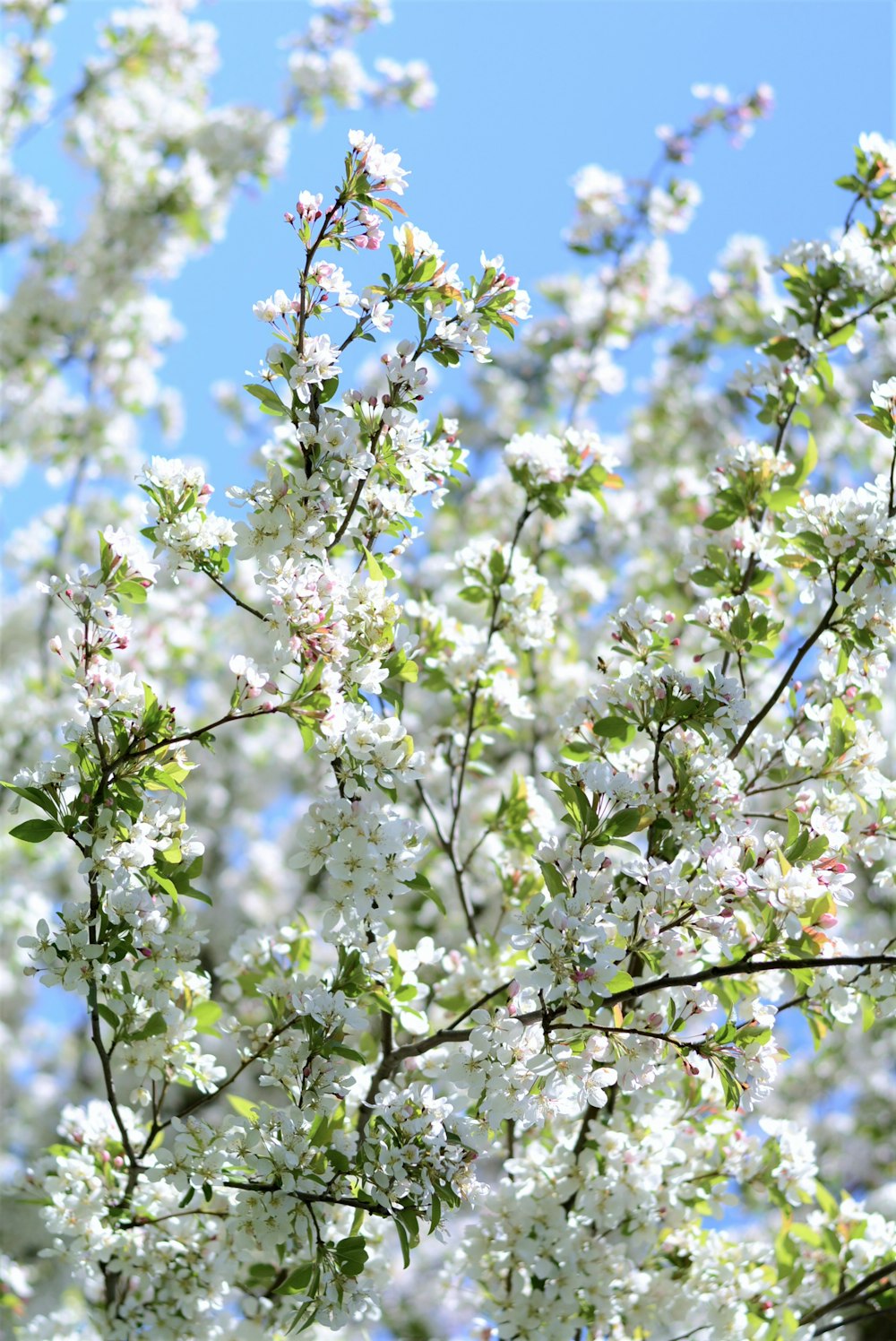 white cherry blossom tree during daytime