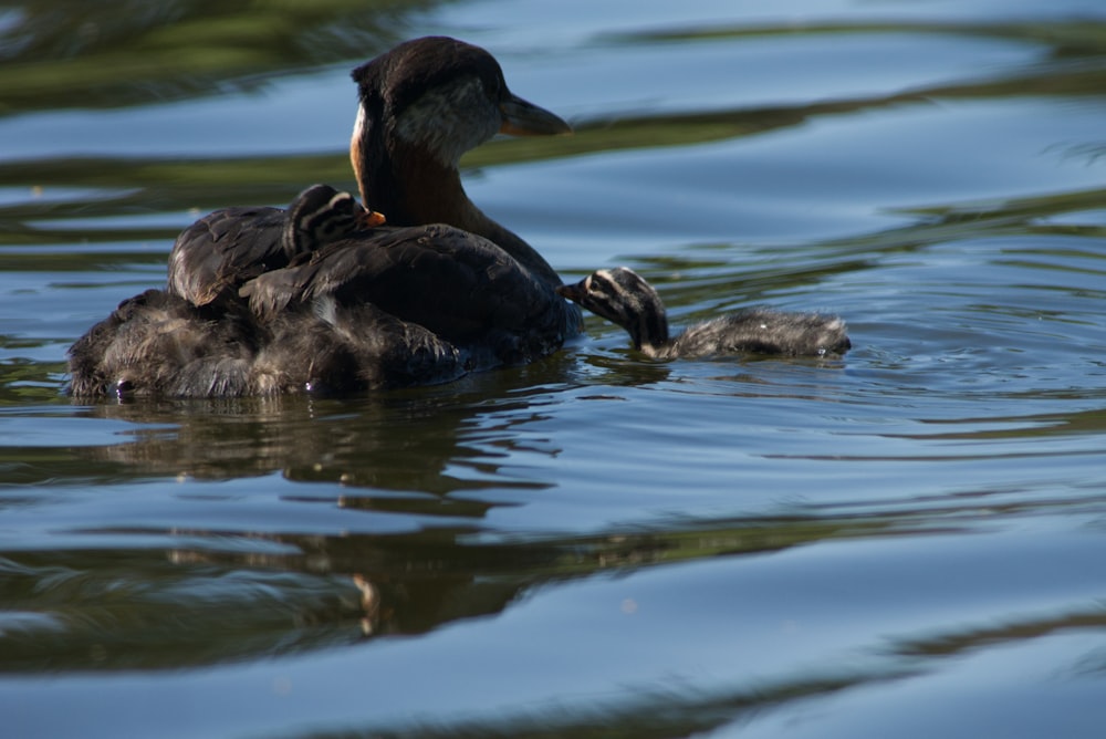 black duck on water during daytime