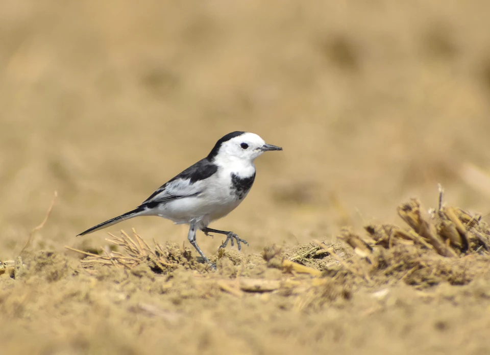 In a field with dry grass, a black and white bird is captured mid-stride, moving towards the right side of the frame. The bird's body is predominantly black, while its wings are white, providing a striking contrast against the brown backdrop. Its head is slightly tilted to the left as it walks across the field.