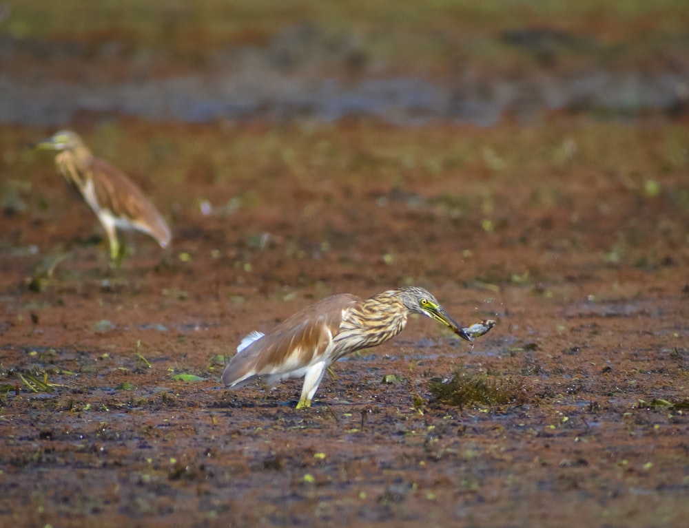 a couple of birds that are standing in the dirt