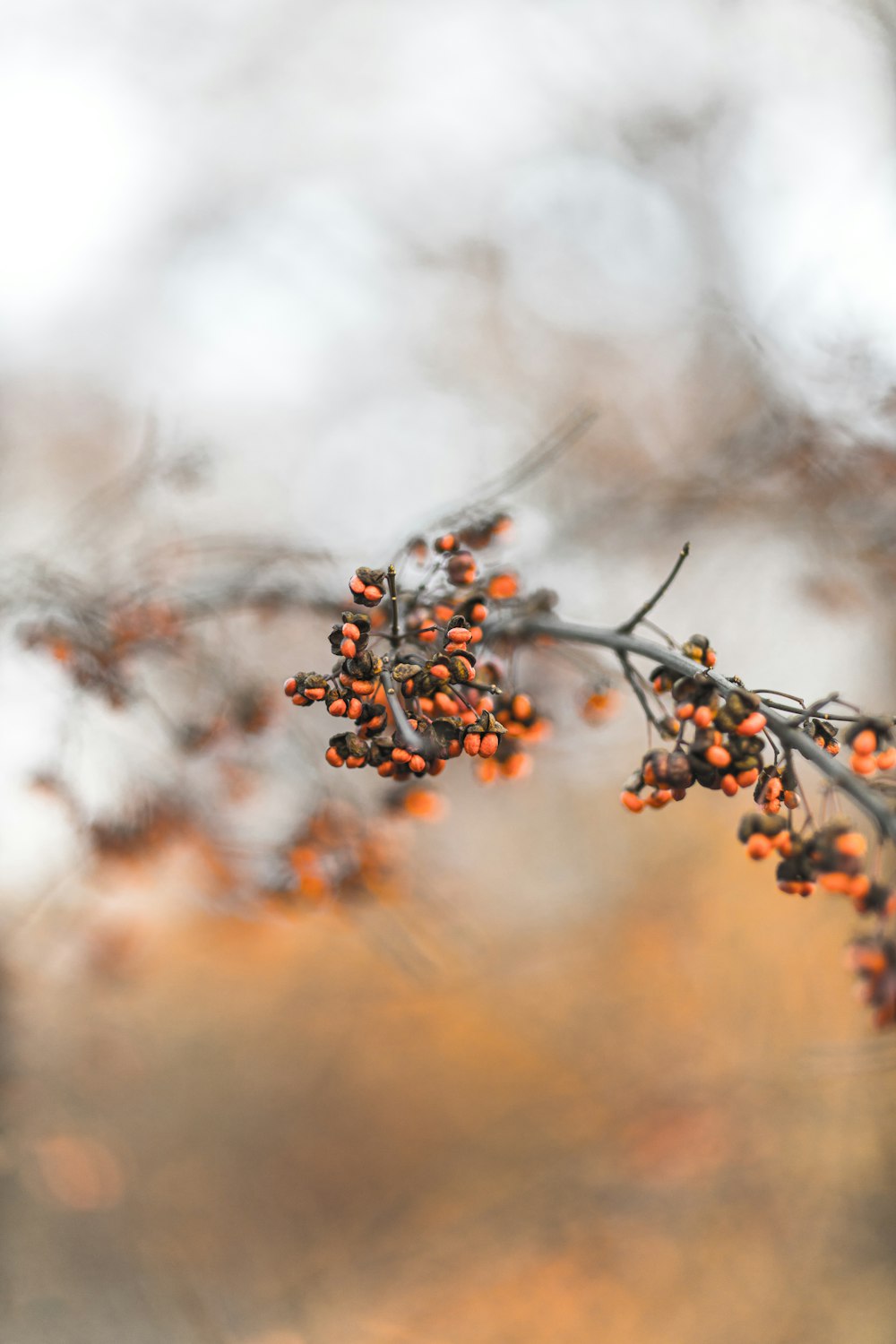 red and black plant in tilt shift lens