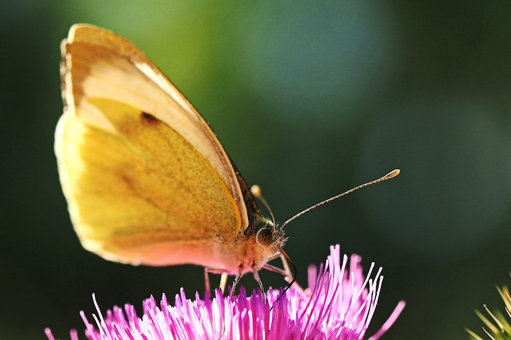 yellow butterfly perched on purple flower in close up photography during daytime