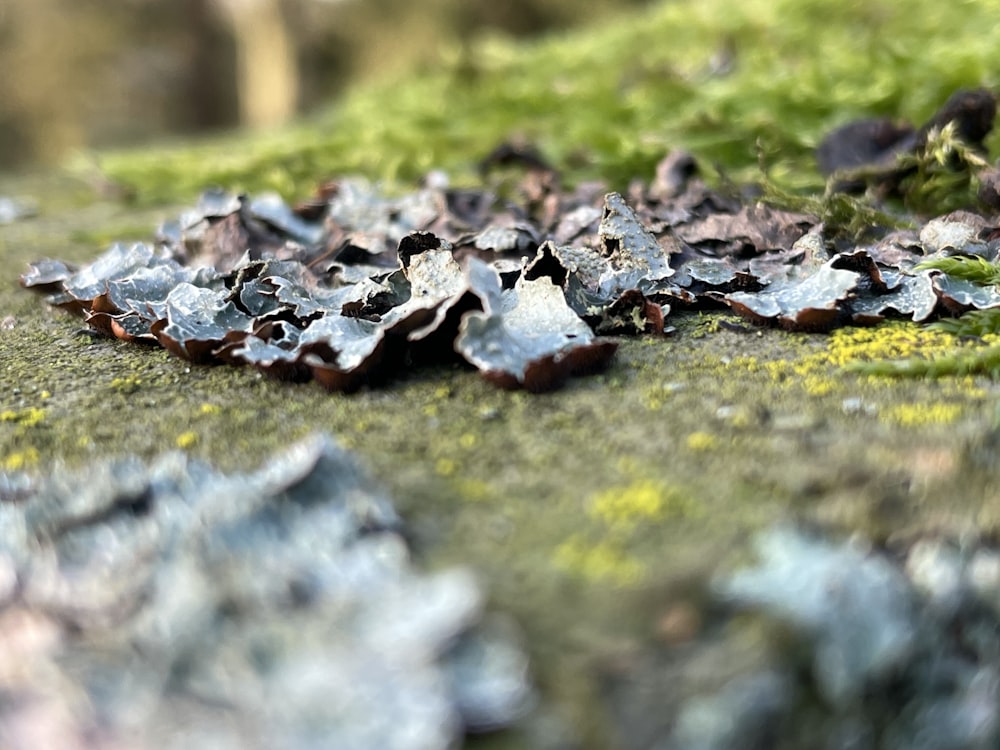 white and black leaves on green grass during daytime