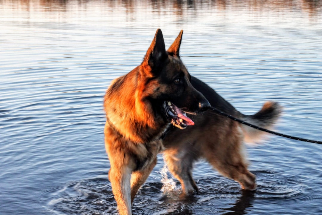 brown and black german shepherd dog on water during daytime