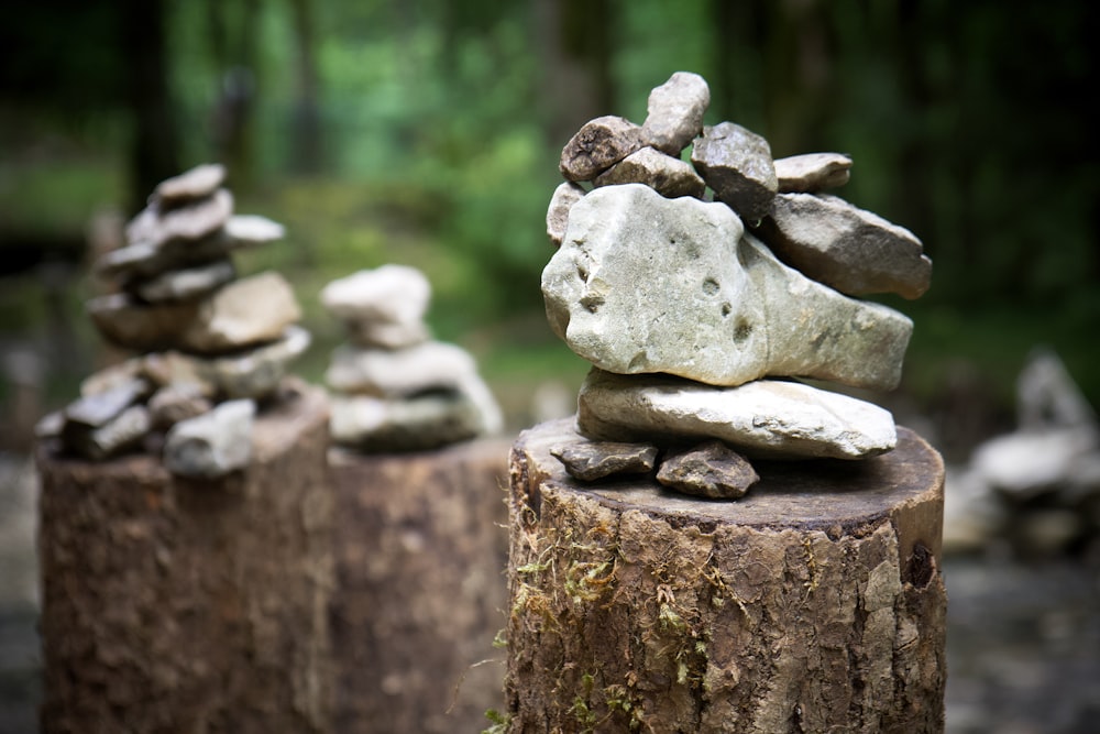 a group of rocks sitting on top of a tree stump