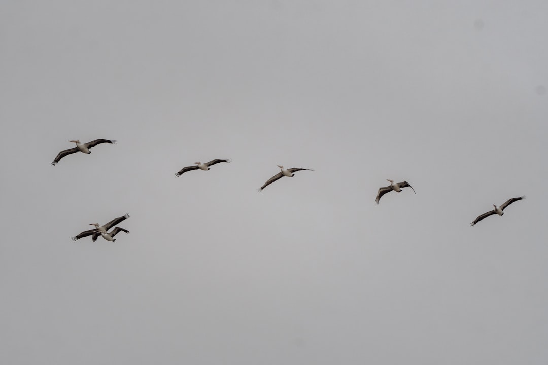 flock of birds flying under white sky during daytime