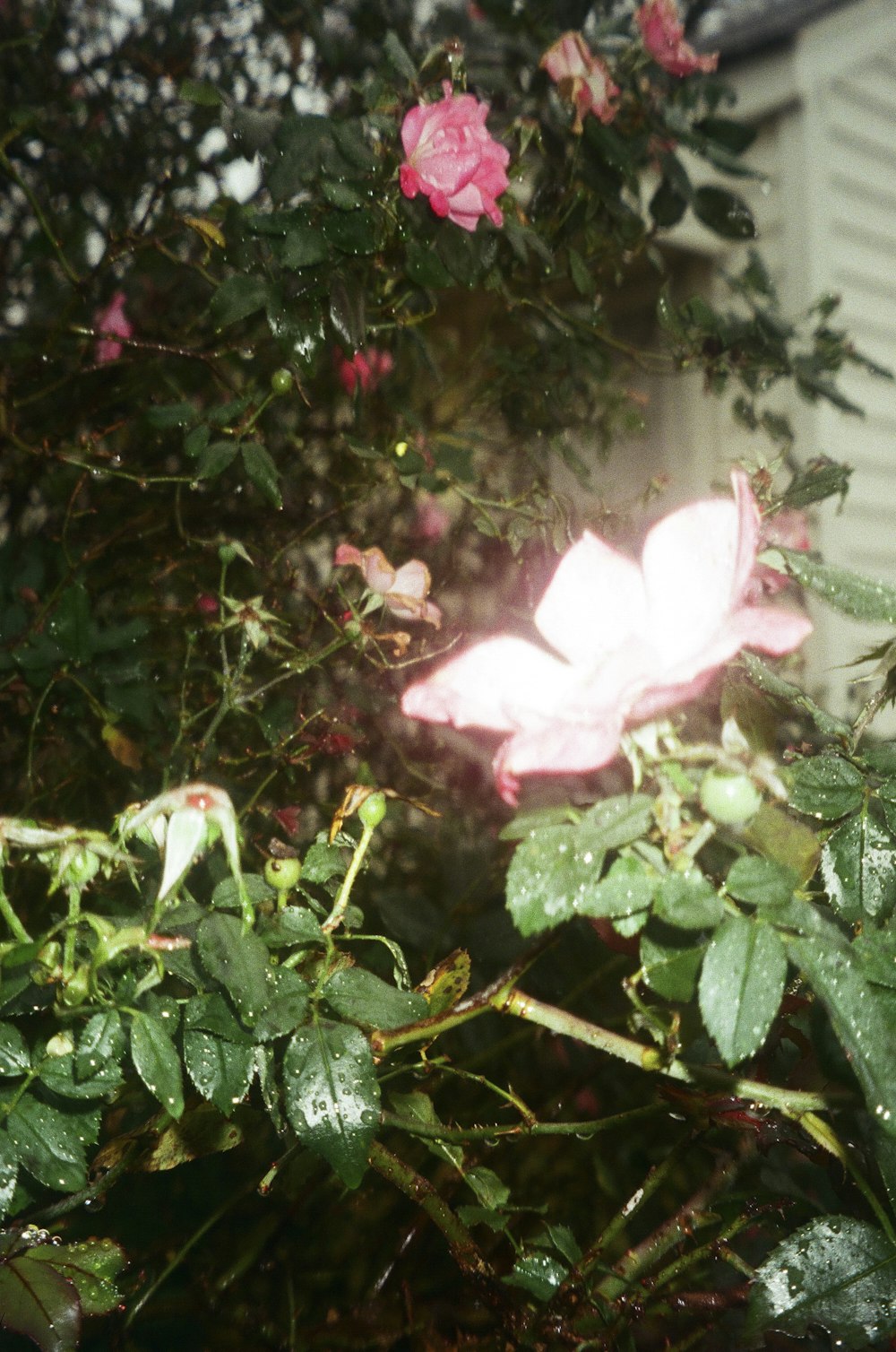 white and pink hibiscus flower in bloom during daytime
