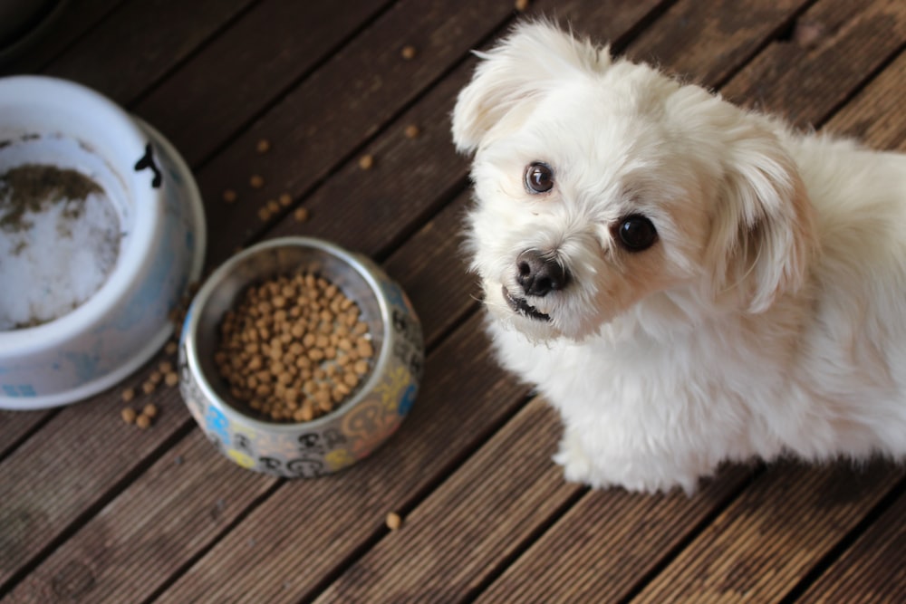 white long coat small dog on brown wooden floor