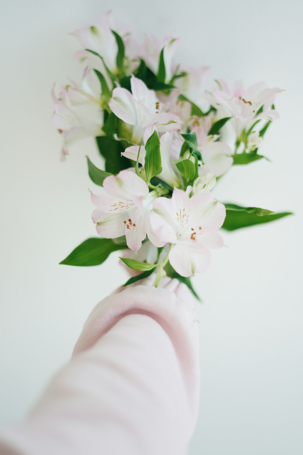 white and pink flower on pink textile