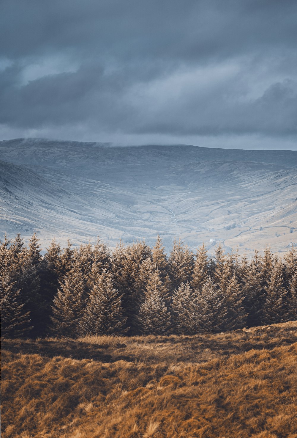 brown trees on brown field under white clouds during daytime