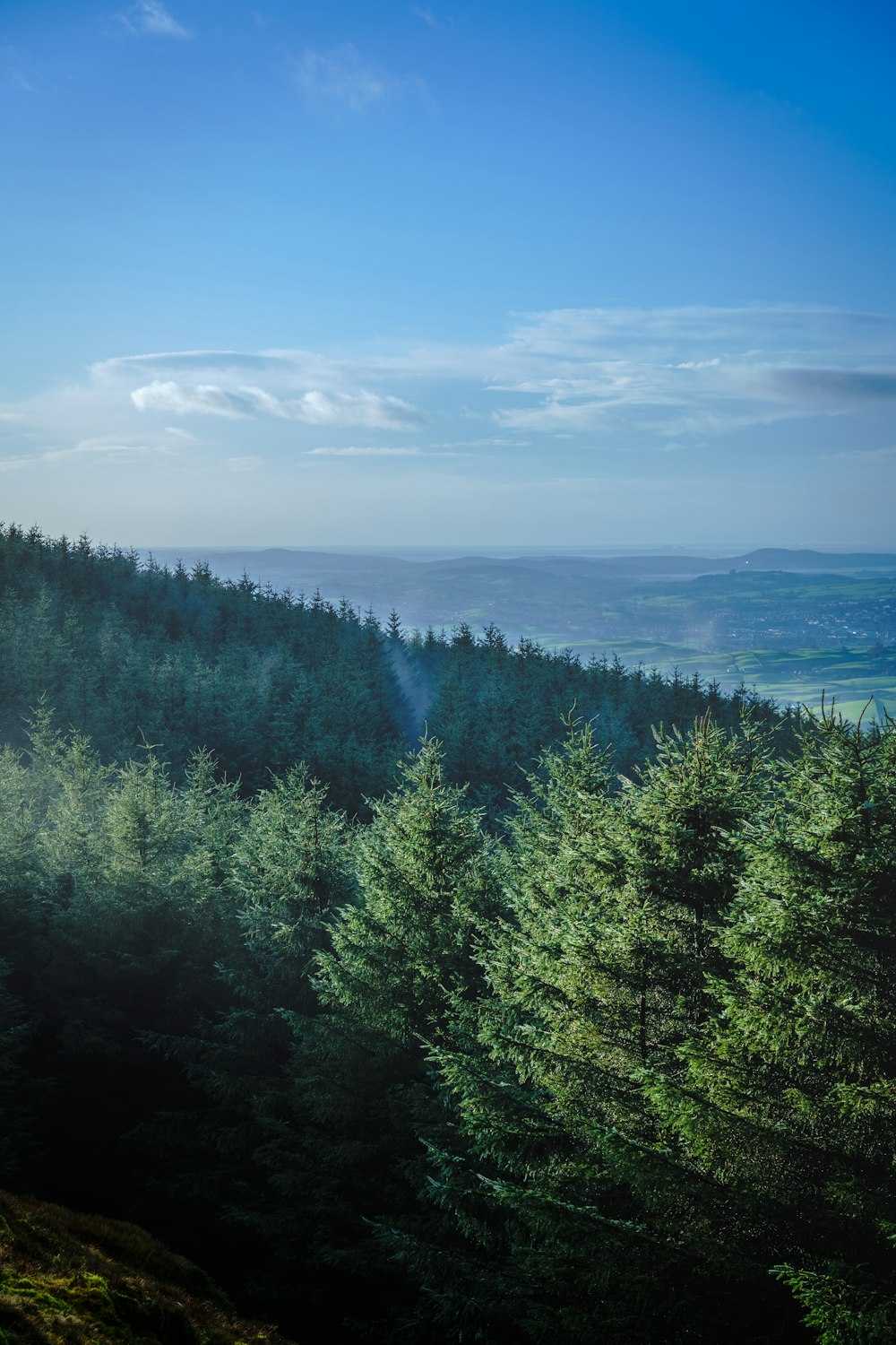 Grüne Bäume in der Nähe von Gewässern unter blauem Himmel tagsüber