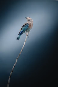 A serene birdwatcher with binoculars focusing on a colorful bird on a branch.