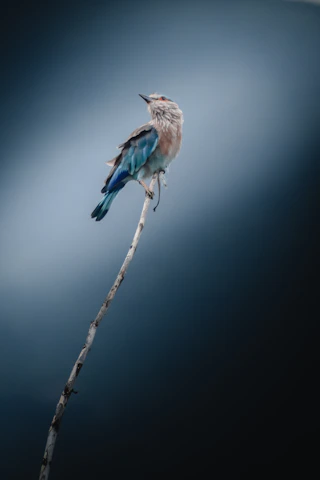 A serene birdwatcher with binoculars focusing on a colorful bird on a branch.